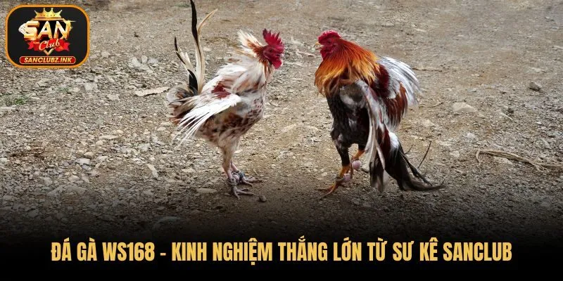 Đá gà WS168